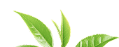footer-leaves